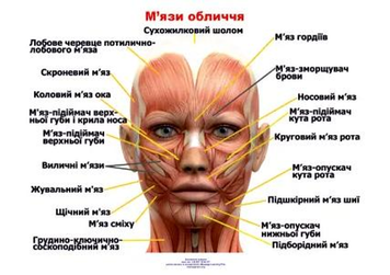 Анатомический плакат &laquo;Мышцы лица человека&raquo; 50&times;67 см &mdash; учебный материал для медицинских и образовательных заведений P0005S фото