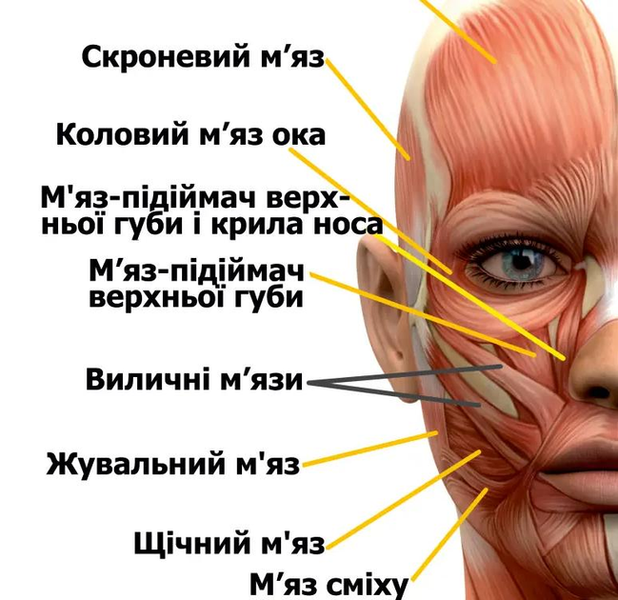 Анатомический плакат &laquo;Мышцы лица человека&raquo; 50&times;67 см &mdash; учебный материал для медицинских и образовательных заведений P0005S фото