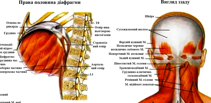 Анатомічний плакат "М'язова система" P0024 фото
