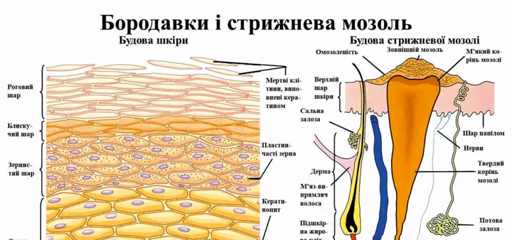 Анатомический обучающий плакат Бородавки и стержневая мозоль человека P0058S фото Анатомический обучающий плакат Бородавки и стержневая мозоль человека P0058S фото