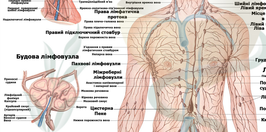 Анатомічний плакат Лімфатична система 67x86 см P012 фото