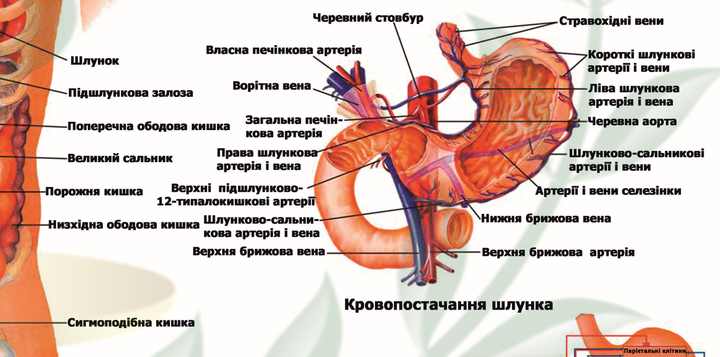 Анатомічний плакат &laquo;Травна система людини&raquo;  Р0034 фото