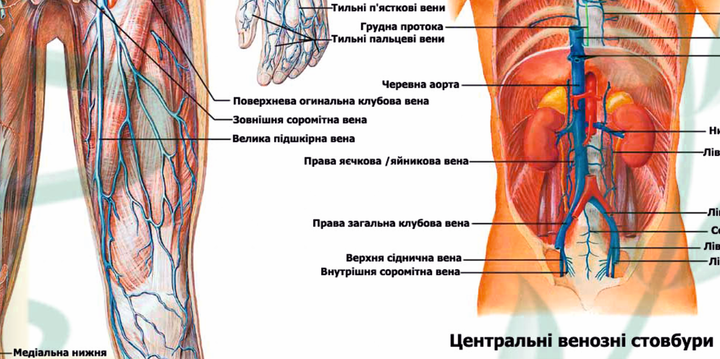 Анатомический обучающий плакат "Сосудистая система человека" P0046 фото