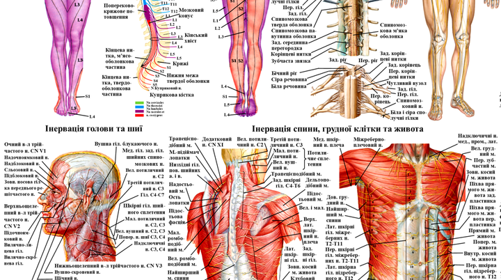 Анатомический плакат "Периферическая нервная система человека" P0033 фото