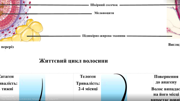 Анатомічний плакат Будова волосяного фолікула 52х67 см P0063S фото