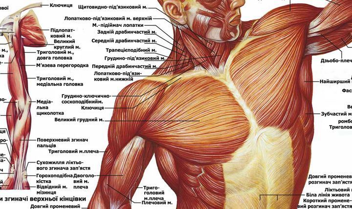 Анатомический плакат Мышечная система 67х86 см P-0001 фото