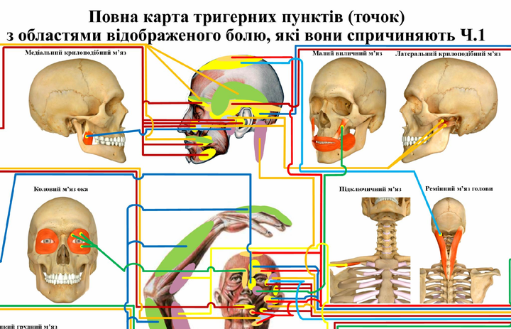 Комплект из двух плакатов Полная карта триггерных точек 86&times;67см P0065 фото