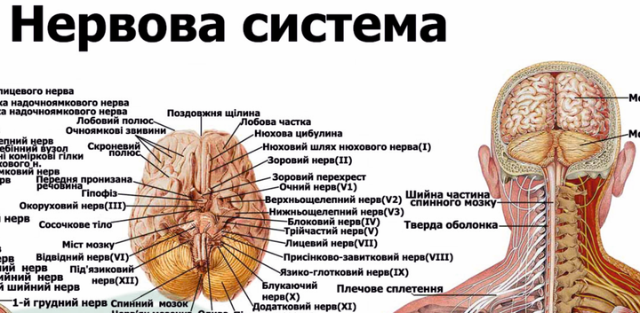 Анатомічний плакат &laquo;Нервова система людини&raquo; P0008 фото