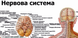 Анатомічний плакат &laquo;Нервова система людини&raquo; P0008 фото 2