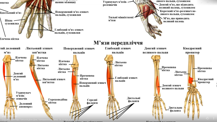 Анатомический плакат &laquo;Мышцы верхних конечностей&raquo; P0012 фото