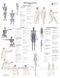 Анатомический обучающий плакат Миофасциальные цепи комплект из 2 частей 67х86 см P004 фото 2