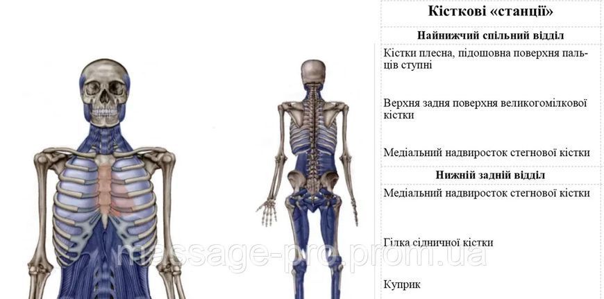 Анатомический обучающий плакат Миофасциальные цепи комплект из 2 частей 67х86 см P004 фото Анатомический обучающий плакат Миофасциальные цепи комплект из 2 частей 67х86 см P004 фото