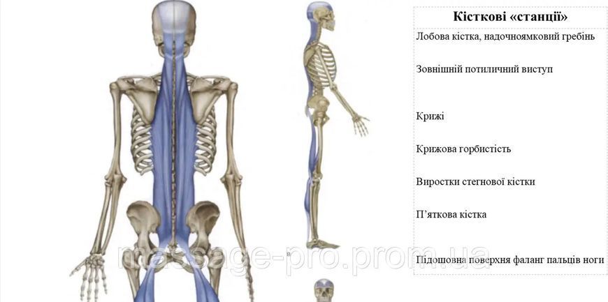 Анатомический обучающий плакат Миофасциальные цепи комплект из 2 частей 67х86 см P004 фото Анатомический обучающий плакат Миофасциальные цепи комплект из 2 частей 67х86 см P004 фото