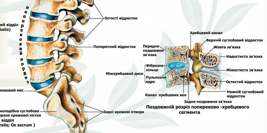 Анатомический плакат Позвоночник человека 67х86 см P0003 фото