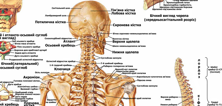 Анатомічний навчальний плакат Скелет людини 67х86 см P006 фото